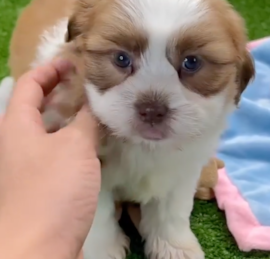 Havashu Puppies For Sale